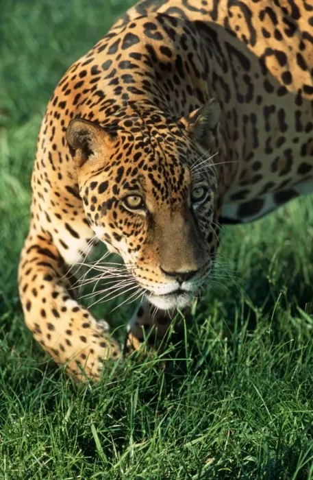 Framed Print : Jaguar FG 12421 Panthera onca © Francois Gohier / ardea. com Framed Print : Jaguar FG 12421 Panthera onca © Francois Gohier / ardea. com