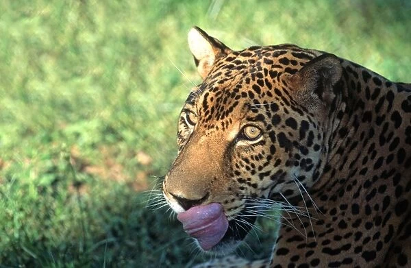 Jaguar FG 12424 Panthera onca © Francois Gohier  /  ardea. com