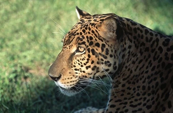 Jaguar FG 12425 Panthera onca © Francois Gohier  /  ardea. com