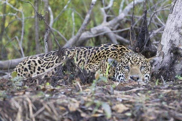 Jaguar - large male laying flat on forest floor - Cuiaba River - Brazil