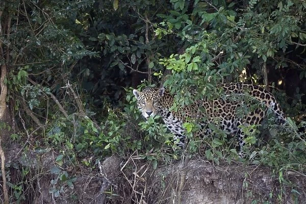 Jaguar - looking out over riverbank - Cuiaba River - Brazil *Digitally removed wound on jaguar's face