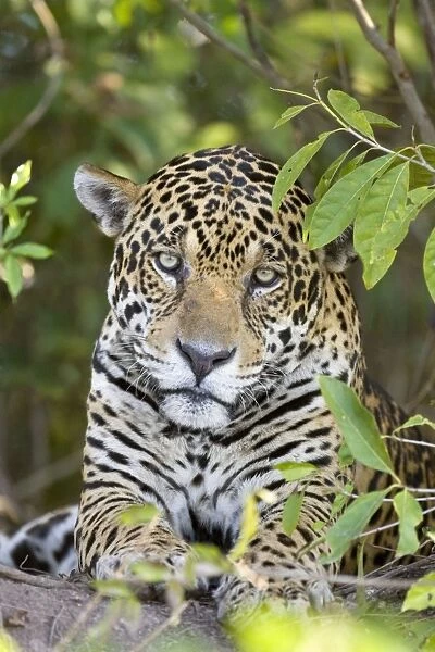 Jaguar - lying down - Cuiaba River - Brazil *Digitally removed branch from foreground