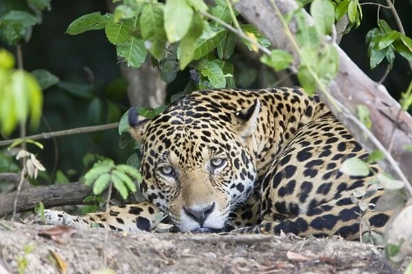 Jaguar - lying down - Cuiaba River - Brazil *Digitally removed wound on jaguar's face