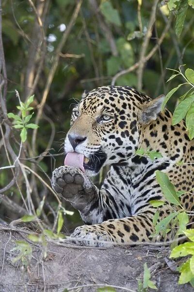 Jaguar - lying down grooming - Cuiaba River - Brazil *Digitally removed branch in foreground