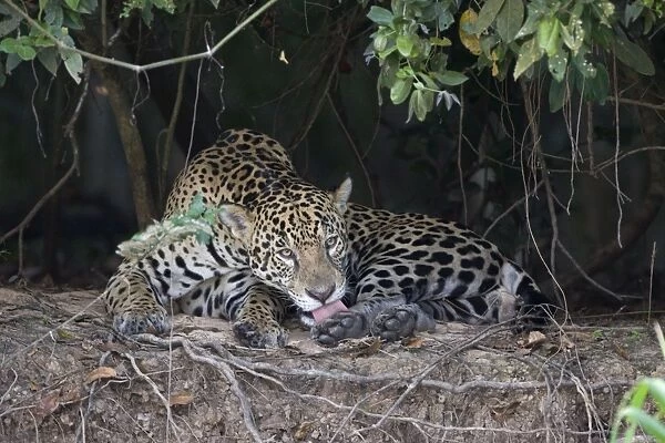 Jaguar - lying down grooming - Cuiaba River - Brazil