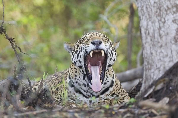 Jaguar - lying down yawning - Cuiaba River - Brazil
