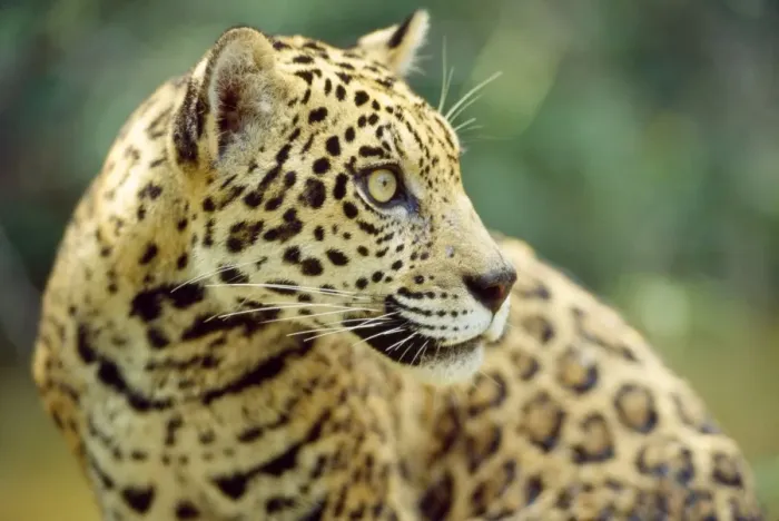 Framed Print : Jaguar - male - Amazonia Brazil Framed Print : Jaguar - male - Amazonia Brazil