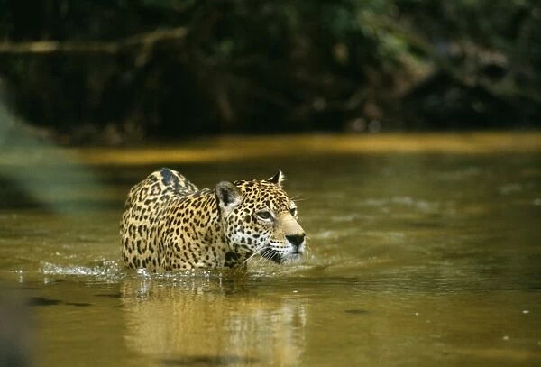 Jaguar - male, crossing shallow creek. In the wild. Amazonas, Brazil