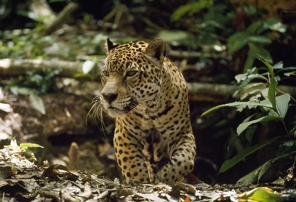 Jaguar - male - emerging from forest floor den - Amazonia Brazil