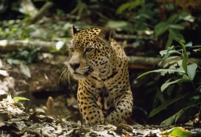 Framed Print : Jaguar - male - emerging from forest floor den - Amazonia Brazil Framed Print : Jaguar - male - emerging from forest floor den - Amazonia Brazil