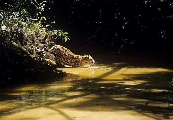Jaguar - male in shallow creek. Amazonas, Brazil