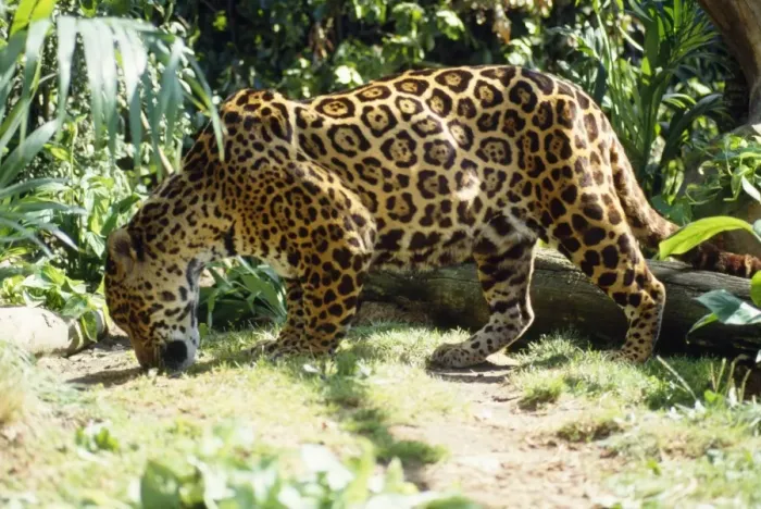 Framed Print : Jaguar - male sniffing scent of prey Framed Print : Jaguar - male sniffing scent of prey