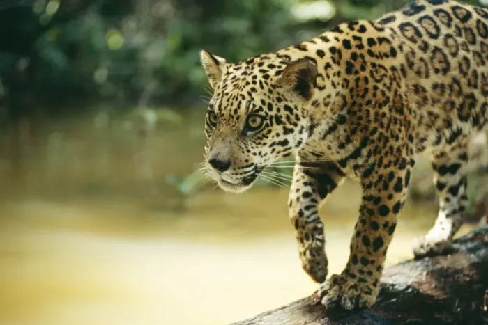 Framed Print : Jaguar NG 603 Sub adult male, crossing log over river, Amazon Brazil. Panthera onca © Nick Gordon  /  ardea. com