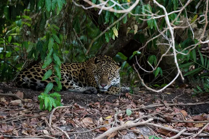 Framed Print : Jaguar, Pantanal, Mato Grosso, Brazil. Date: 25-09-2018 Framed Print : Jaguar, Pantanal, Mato Grosso, Brazil. Date: 25-09-2018