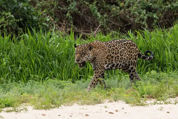 Framed Print : Jaguar, Pantanal, Mato Grosso, Brazil. Date: 25-09-2018 Framed Print : Jaguar, Pantanal, Mato Grosso, Brazil. Date: 25-09-2018