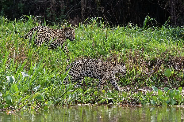 Jaguar, Pantanal, Mato Grosso, Brazil. Date: 26-09-2018