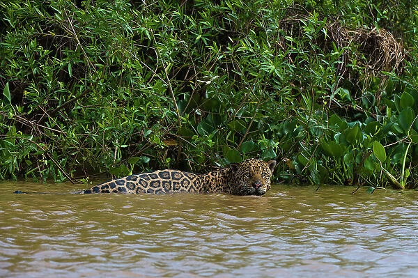 A jaguar, Panthera onca, in the river. Date: 25-09-2018