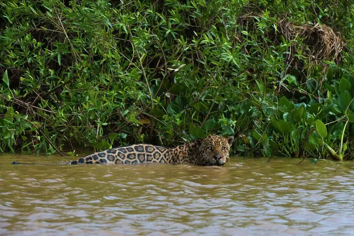 Framed Print : A jaguar, Panthera onca, in the river. Date: 25-09-2018 Framed Print : A jaguar, Panthera onca, in the river. Date: 25-09-2018