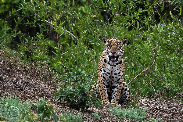 A jaguar, Panthera onca, standing. Date: 25-09-2018