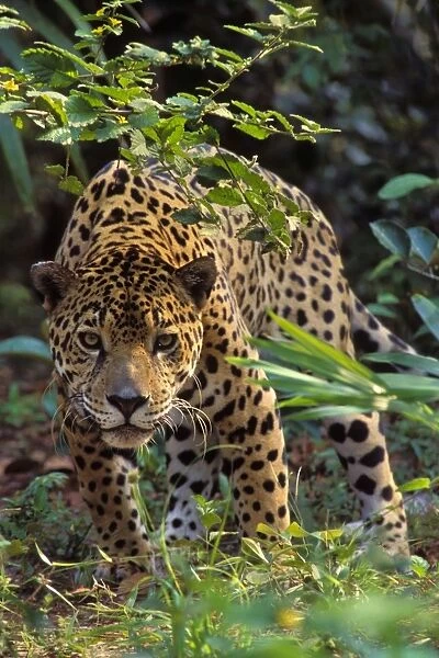 Jaguar Photographed in Central America. 2mr381