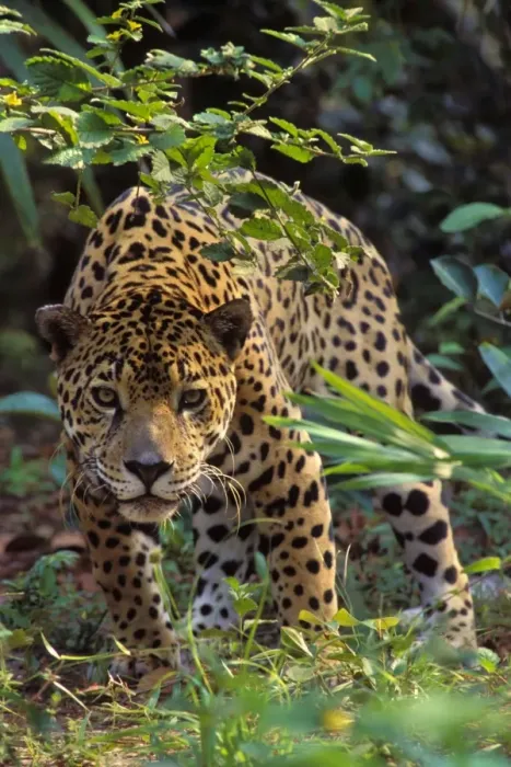 Framed Print : Jaguar Photographed in Central America. 2mr381 Framed Print : Jaguar Photographed in Central America. 2mr381