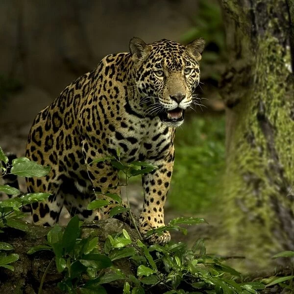 Jaguar - Rainforest Guatemala