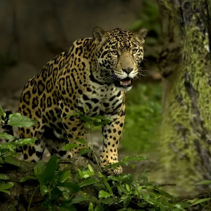 Framed Print : Jaguar - Rainforest Guatemala Framed Print : Jaguar - Rainforest Guatemala