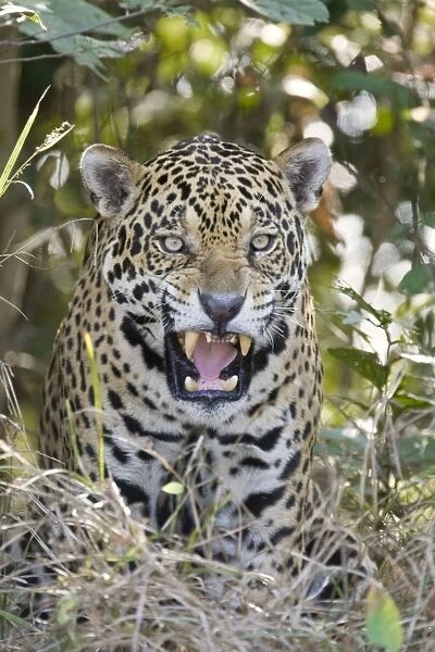 Jaguar - showing teeth - Cuiaba River - Brazil