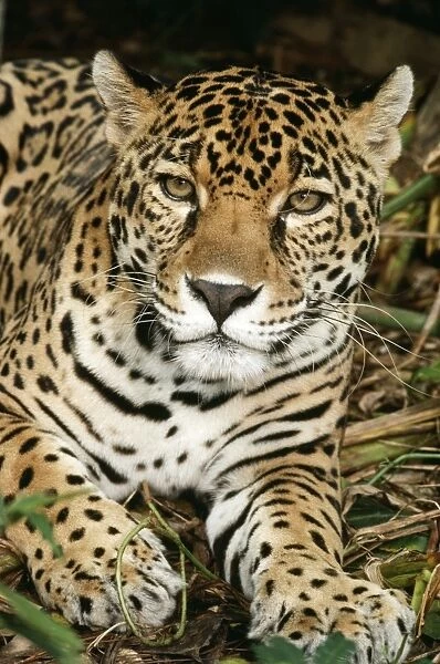 Jaguar South America