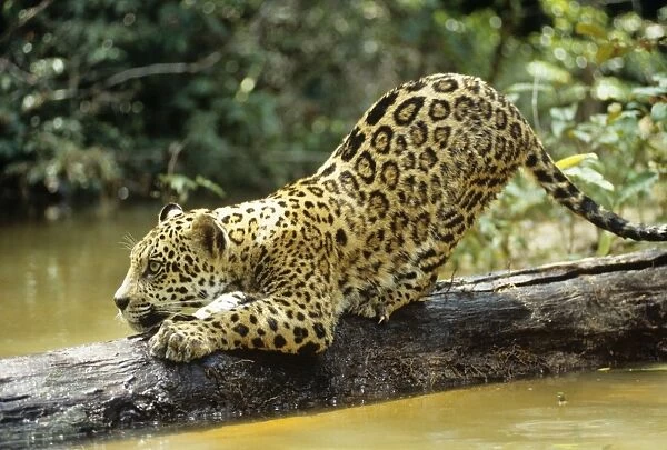 Jaguar - Sub adult scratching log. Amazonia, Brazil
