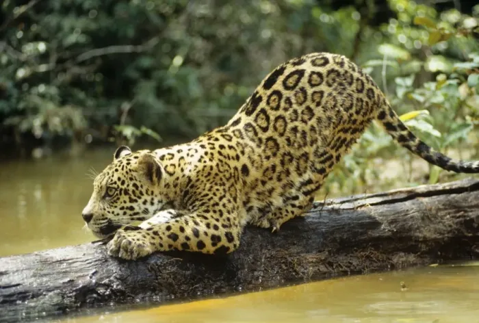 Framed Print : Jaguar - Sub adult scratching log. Amazonia, Brazil Framed Print : Jaguar - Sub adult scratching log. Amazonia, Brazil