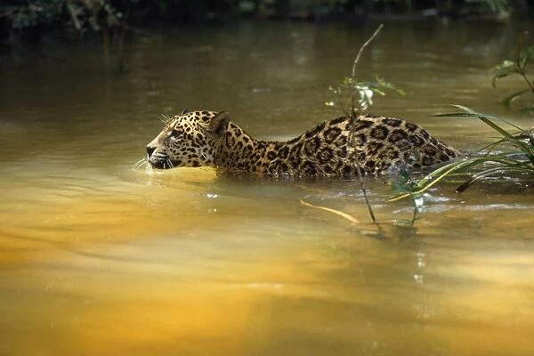 Jaguar - swimimg across creek, in the wild. Amazonia, Brasil