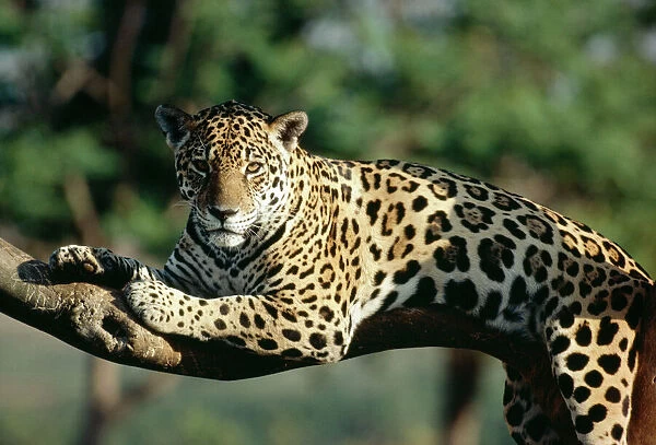 Jaguar - in Tree. FG-3418. JAGUAR - IN TREE