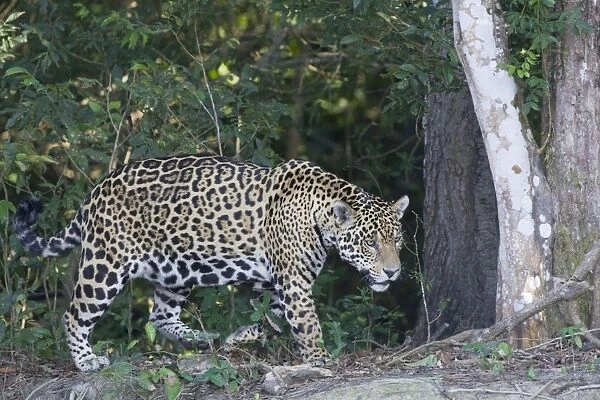 Jaguar - walking along riverbank - Cuiaba River - Brazil *Digitally removed branch in foreground