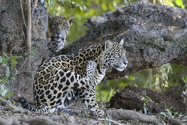 Jaguar - one year old cub - Cuiaba River - Brazil