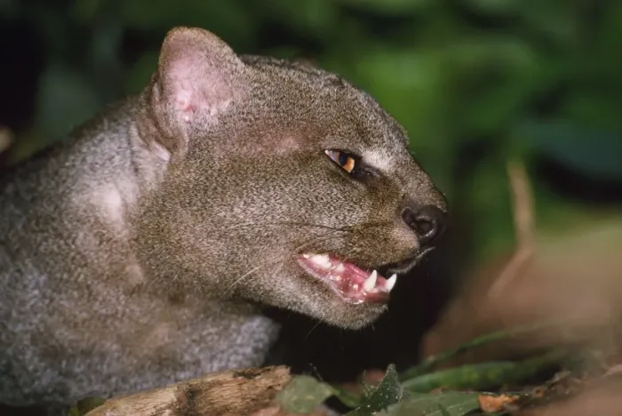 Framed Print : Jaguarundi Amazonas Brazil Framed Print : Jaguarundi Amazonas Brazil
