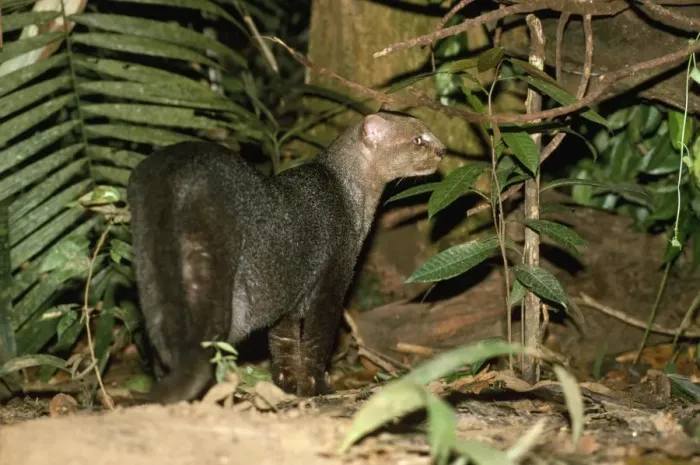 Framed Print : Jaguarundi - Amazonas - Brazil Framed Print : Jaguarundi - Amazonas - Brazil