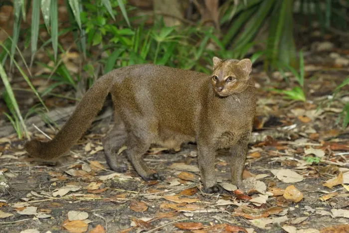 Framed Print : Jaguarundi Belize Framed Print : Jaguarundi Belize