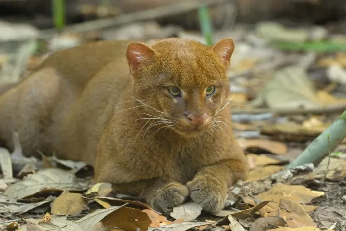 Framed Print : Jaguarundi Belize Framed Print : Jaguarundi Belize