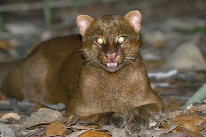 Framed Print : Jaguarundi Belize Framed Print : Jaguarundi Belize