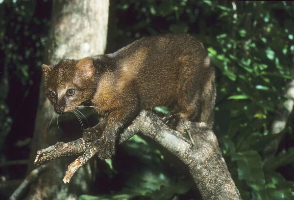 Jaguarundi, (Felis yagouraoundi), captive