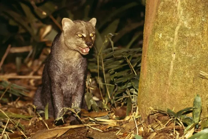 Framed Print : Jaguarundi NG 634 Amazonas, Brazil. Felis yagouaroundi © Nick Gordon / ARDEA LONDON Framed Print : Jaguarundi NG 634 Amazonas, Brazil. Felis yagouaroundi © Nick Gordon / ARDEA LONDON
