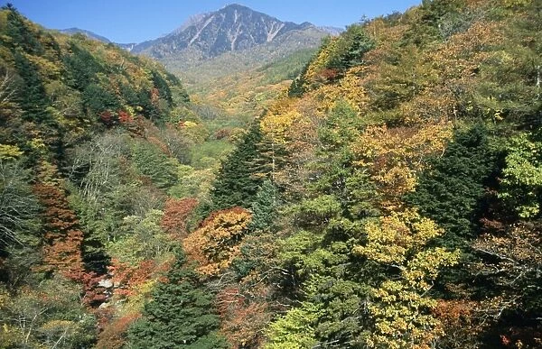 Japan - maple forest, autumn colours show biodiversity. Yamanashi prefecture, Japan
