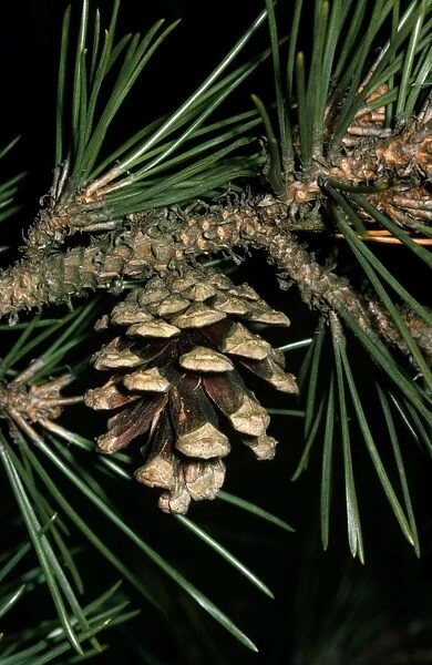 Japanese Black Pine - close-up of cone & needles