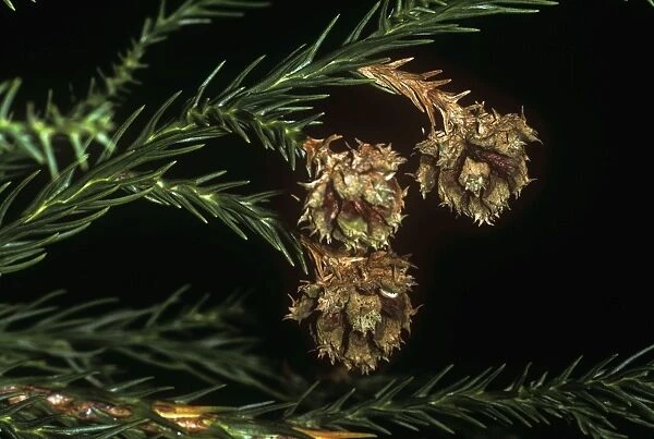 Japanese Cedar - kernels close up