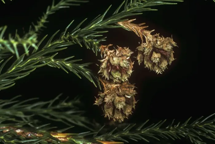 Framed Print : Japanese Cedar - kernels close up Framed Print : Japanese Cedar - kernels close up