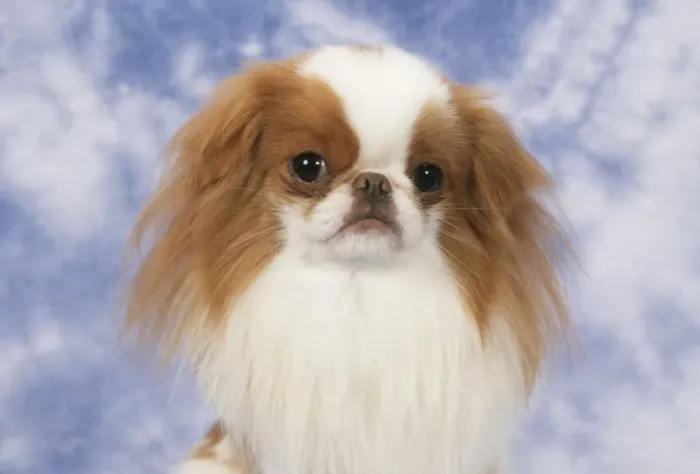 Framed Print : Japanese Chin Dog JD 8543 © John Daniels / ardea. com Framed Print : Japanese Chin Dog JD 8543 © John Daniels / ardea. com