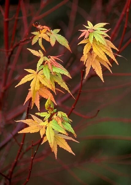 Japanese  /  Coral Bark Maple - 'Sango Kaku' - Attractive colour harmony of leaf and bark - November W. Sussex garden, UK