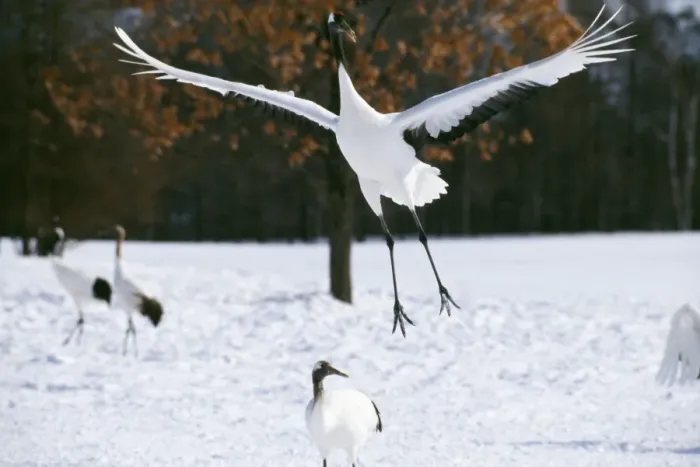 Framed Print : Japanese Crane Leaping Framed Print : Japanese Crane Leaping