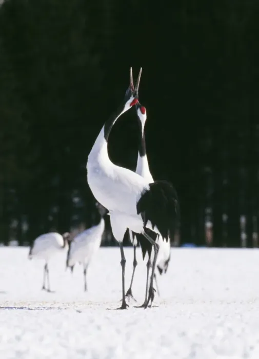 Framed Print : Japanese Crane MI 1559 C Grus japonensis © Masahiro Iilima  /  ardea. com